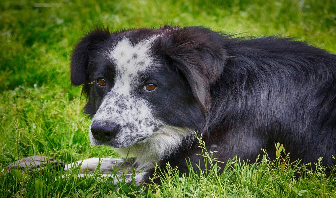 A kutya veseelégtelensége: okai, tünetei és kezelése
